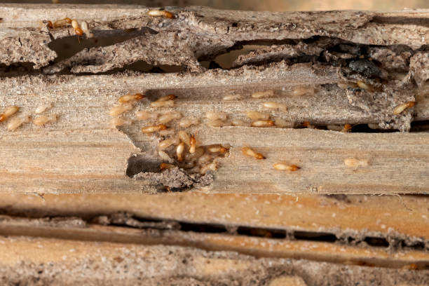 Best Local Pest Control Services  in Moyock, NC